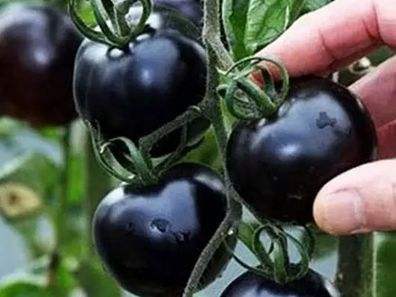 快看！蘭州新區(qū)高優(yōu)新特圣女果“黑羅漢”成熟待摘