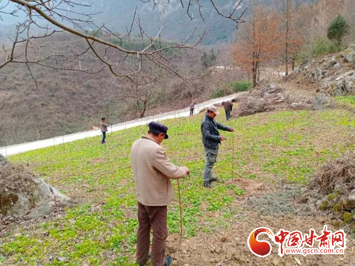 【甘肅全民戰(zhàn)“疫”】戰(zhàn)“疫”中，隴南稻坪的春天