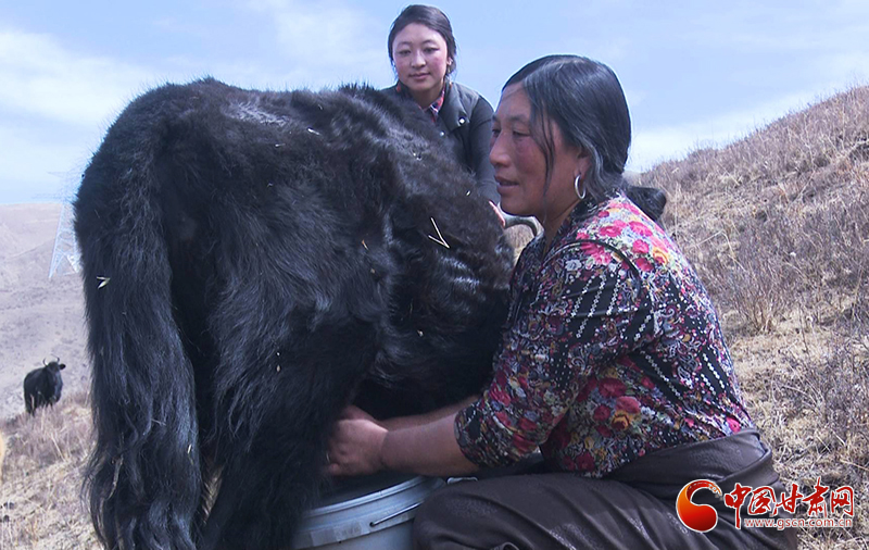 甘肅合作：高原上盛開(kāi)了一朵美麗的“格桑花”（圖）