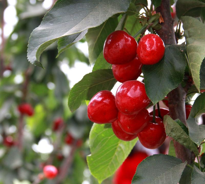 趕緊約起來！民勤紅旗谷櫻桃采摘園開園啦！