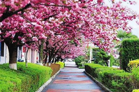 【印象隴原】去兩當(dāng)，與櫻花赴約