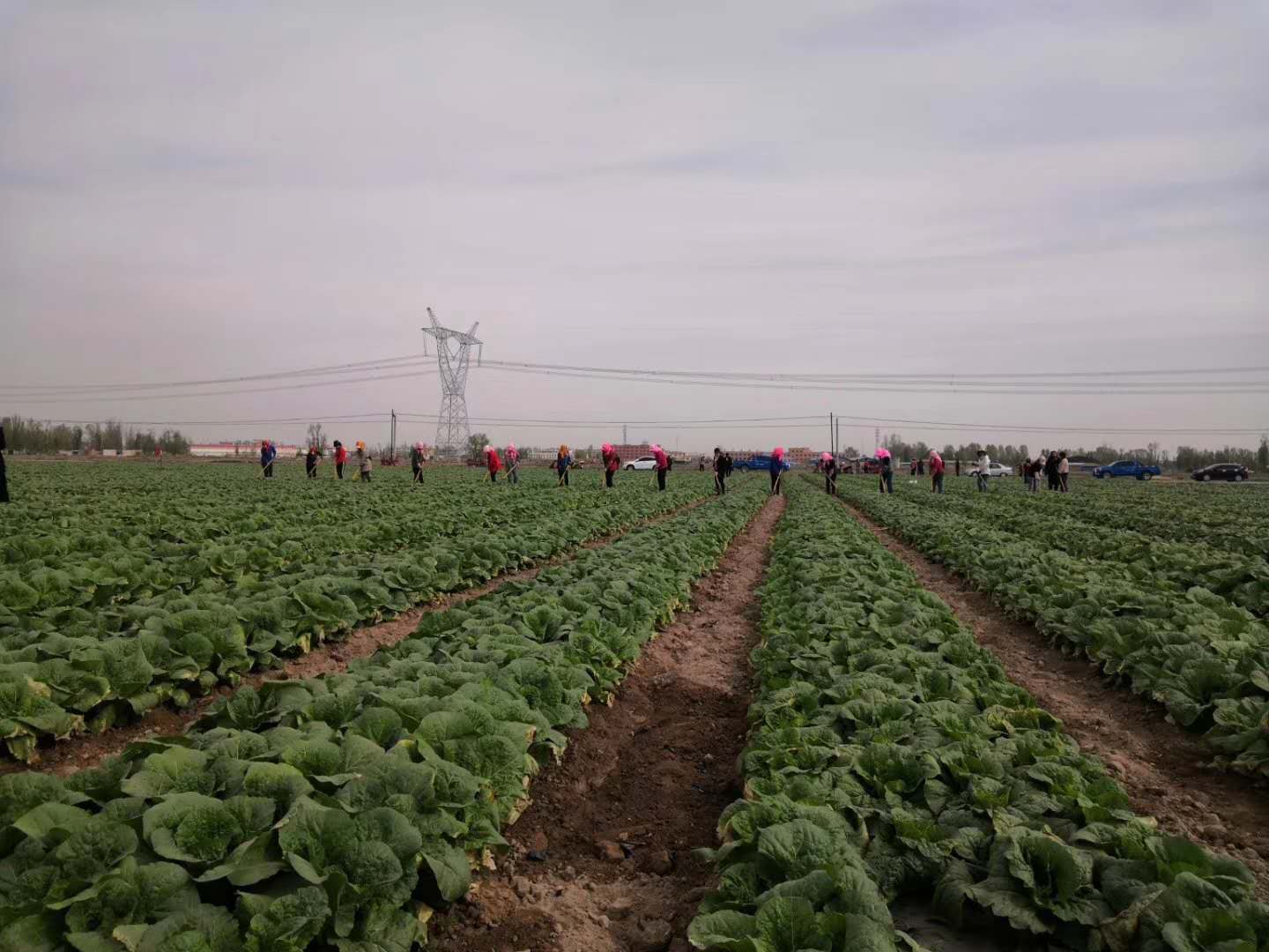 【在習近平新時代中國特色社會主義思想指引下 新時代 新作為 新篇章】讓特色產業(yè)發(fā)展迸發(fā)新活力——金昌聚力打造菜草畜高品質現代特色農業(yè)示范區(qū)述評