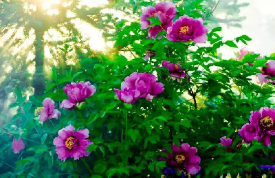 【“甘味”故事】“百花王”駕到！國色傾城正當(dāng)時(shí)