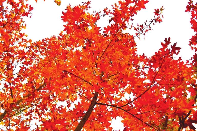 出彩啦！蘭州高校秋景驚艷來(lái)襲，快到秋日調(diào)色盤里pick你的母校