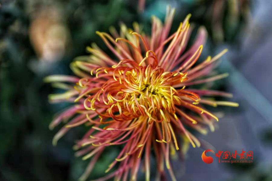 十五年，鍥而不舍終夢圓——寫在蘭州市入選全國文明城市之際