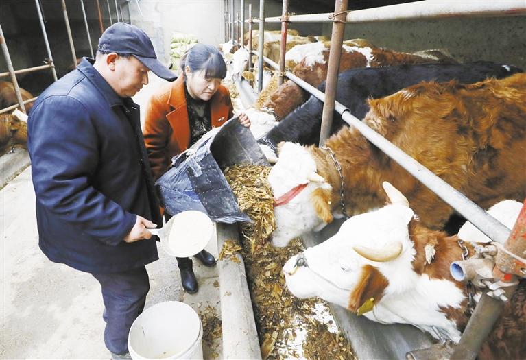 我和我的家鄉(xiāng)丨定西臨洮縣黨家墩村：“牛”產(chǎn)業(yè)帶來“?！比兆?>
        </a><em>我和我的家鄉(xiāng)丨定西臨洮縣黨家墩村：“?！碑a(chǎn)業(yè)帶來“牛”日子</em></li>
    <li><a  target=