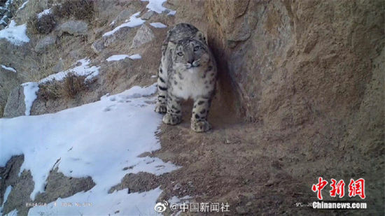精靈漫步！甘肅阿克塞祁連山深處現雪豹身影