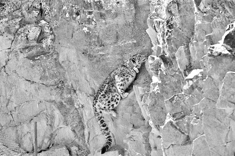 首例！肅北鹽池灣保護(hù)區(qū)一只雪豹被戴上定位項(xiàng)圈