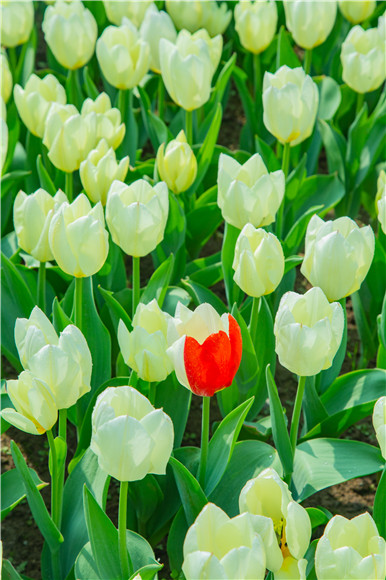 花叢中，別具一格。羅云希 攝