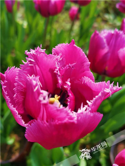 特色郁金香品種，花邊呈鋸齒狀。華龍網(wǎng)—新重慶客戶端記者 舒婷 攝