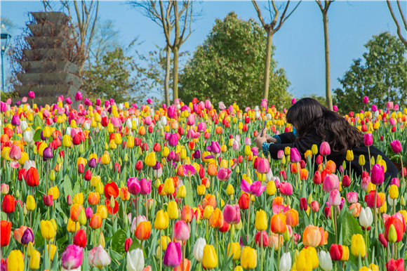 五顏六色郁金香花海。羅云希 攝