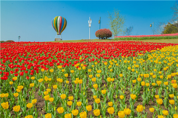 長壽湖郁金香開得正好。羅云希 攝