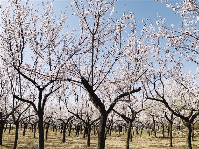 唐汪川的杏花開了！周邊游再添好去處