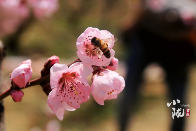 【小隴畫報·113期】最美人間四月天，灼灼桃花映秦安
