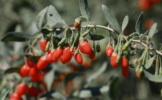 酒泉瓜州：十五萬(wàn)畝枸杞進(jìn)入采摘期