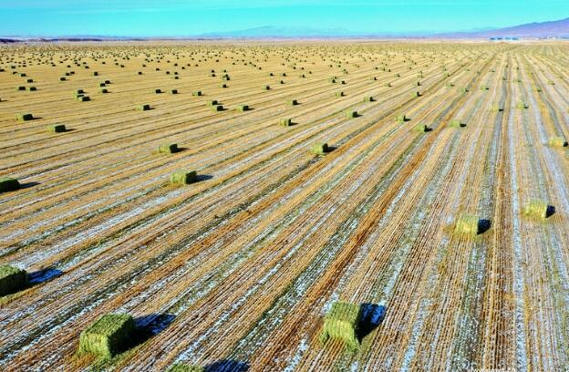【“飛閱”中國】瞰！山丹馬場撒“青豆”
