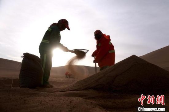 圖為“駱駝保姆”用土方法清理駝糞?！垥粤?攝