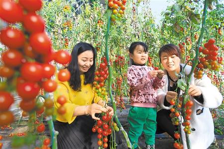 酒泉市肅州區(qū)東洞戈壁產(chǎn)業(yè)園里的圣女果、人參果陸續(xù)成熟上市