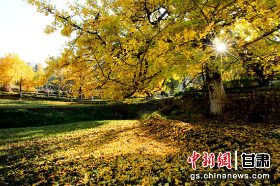 隴南徽縣銀杏樹最美的時(shí)候，當(dāng)屬每年的10月至11月。圖為樹葉已染黃的銀杏樹。張承榮 攝