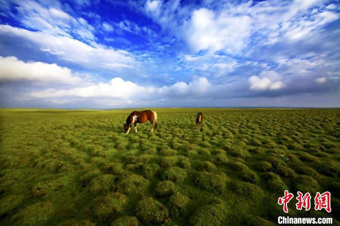圖為甘肅甘南藏族自治州草原風(fēng)光。(資料圖) 艾慶龍 　攝