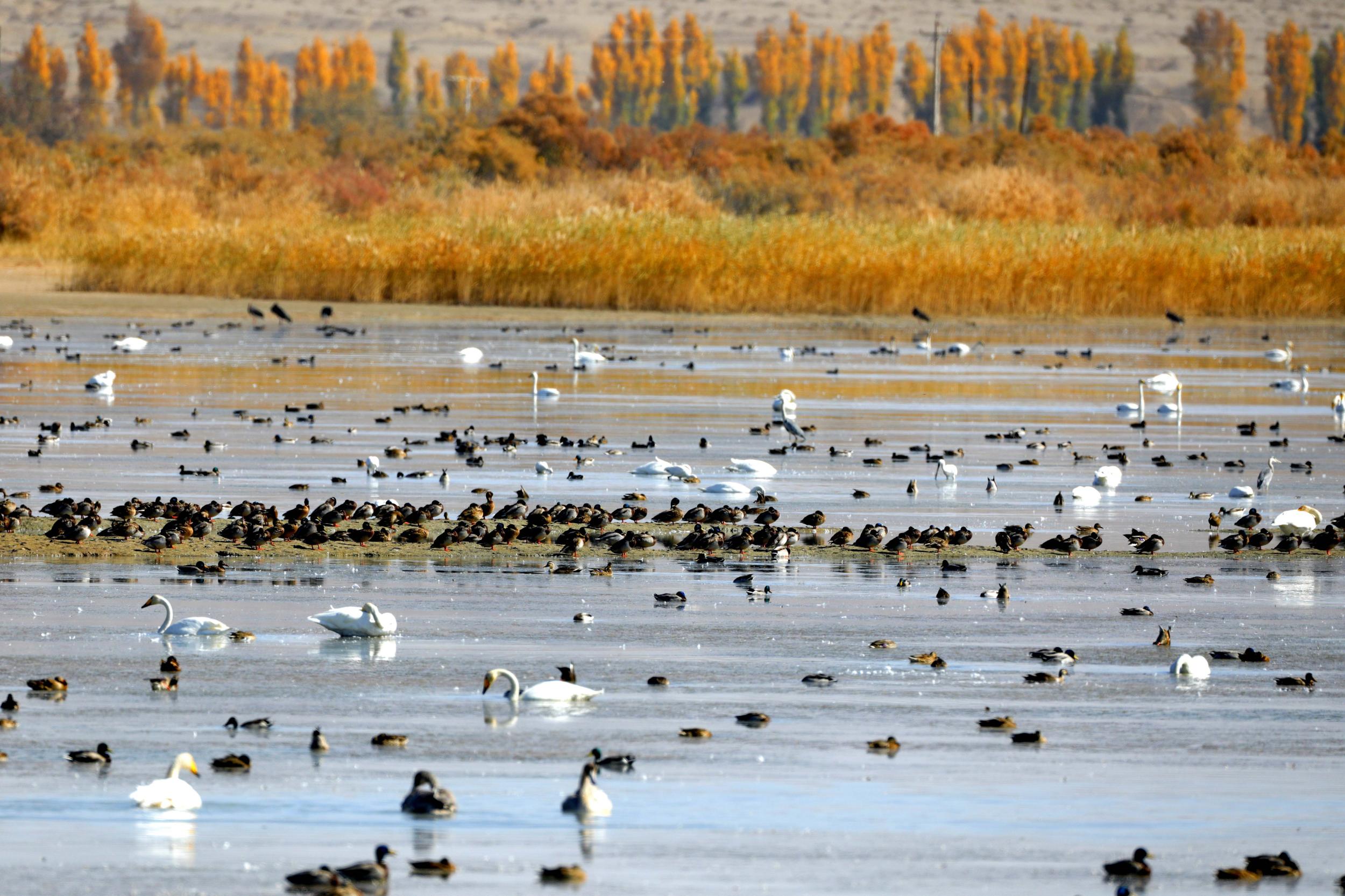 天鵝飛抵高臺縣黑河濕地嬉戲覓食、棲息越冬。尹昭霞攝
