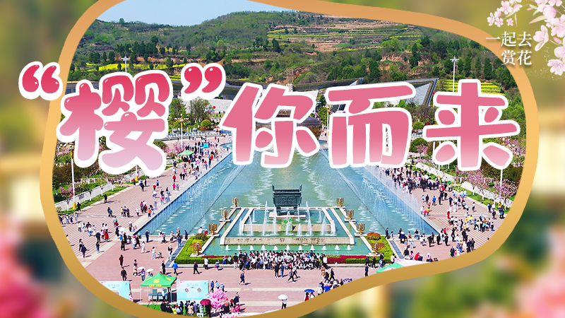 海報(bào)|春色爛漫，一組海報(bào)“云賞”櫻花盛開