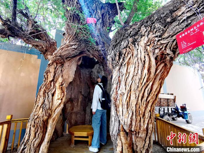 青海海東市阿河灘地質(zhì)文化村：古樹新枝、丹山碧水