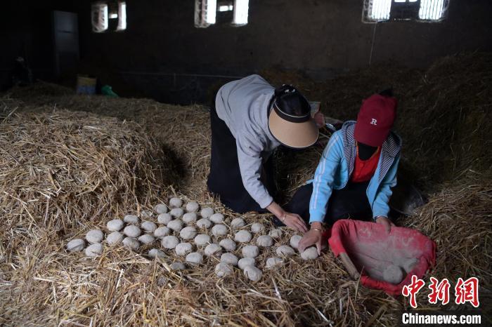 酒曲成型之后入曲房，入室之前要灑水，再鋪青稞草，防止曲塊的水分被吸走，曲房內(nèi)有通風道、窗戶、暖氣、電熱爐等各種控制曲房溫度的設備。圖為5月10日，工作人員將成型的曲塊搬運到曲房。九美旦增　攝