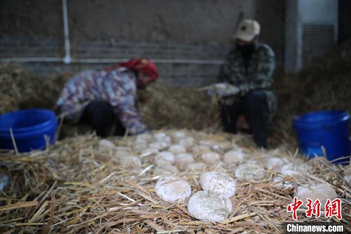 酒曲從曲坯入房培養(yǎng)到培養(yǎng)結束，整個培養(yǎng)周期控制在4至8天，曲坯的要求光滑，軟硬適宜，手按曲坯不松散，結實，薄厚一致。圖為5月10日，工作人員準備將培養(yǎng)好的曲坯拿到外面晾曬。九美旦增　攝