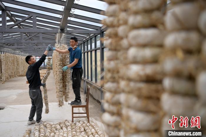 圖為5月10日，工作人員將用青稞面和青稞草等制成的曲坯用繩子串起來晾曬。九美旦增　攝