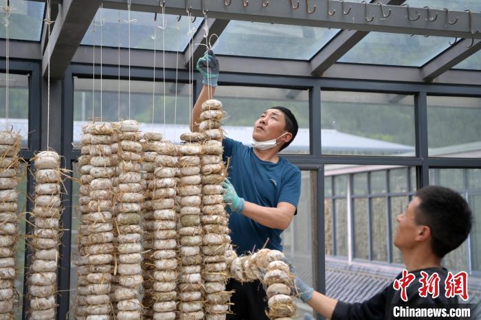 圖為5月10日，工作人員將用青稞面和青稞草等制成的曲坯用繩子串起來晾曬。九美旦增　攝