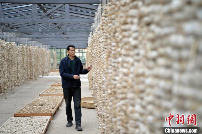 圖為5月10日，工作人員檢查晾曬的曲胚。九美旦增　攝