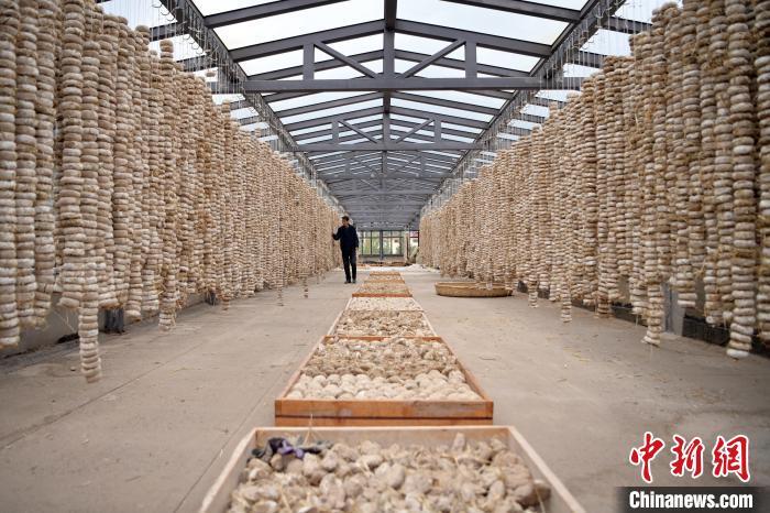 圖為5月10日，工作人員檢查晾曬的曲胚。九美旦增　攝