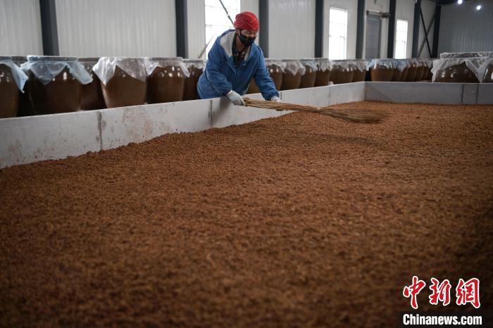 圖為5月10日，工作人員整理鋪撒的酒醅。九美旦增　攝