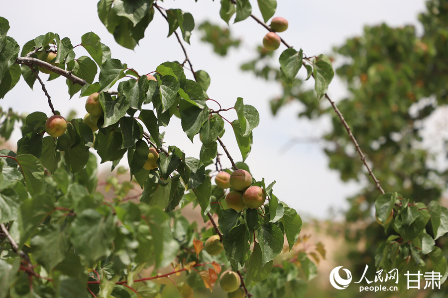 蘭溝村百畝杏林的杏子即將成熟。人民網(wǎng)記者 焦隆攝